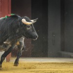 Gahirupe Flor de Jara