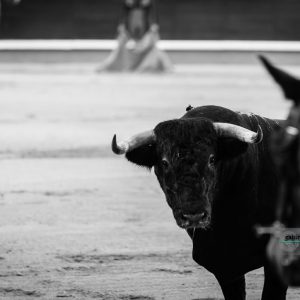 gahirupe-san-martin-madrid-2016