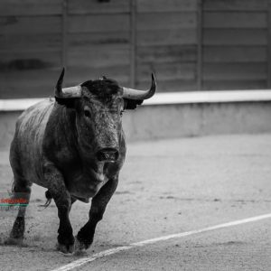 gahirupe_domingo_ramos_madrid_2017_ (7)