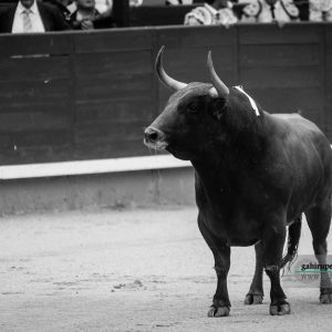 gahirupe_alcurrucen_2018 (4)