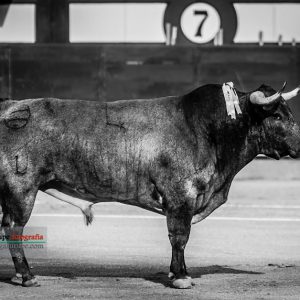 gahirupe_asturdero_saltillo_madrid_2018- (1)