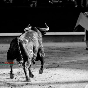 gahirupe_alcurrucen_primera_madrid_2019- (1)