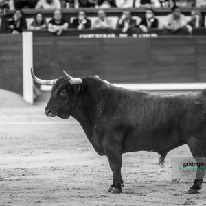 gahirupe_alcurrucen_primera_madrid_2019- (4)