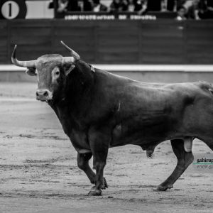 gahirupe_alcurrucen_segunda_madrid_2019- (2)